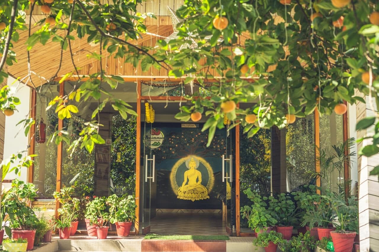 The entrance with a Buddha, hanging plants and a persimmon