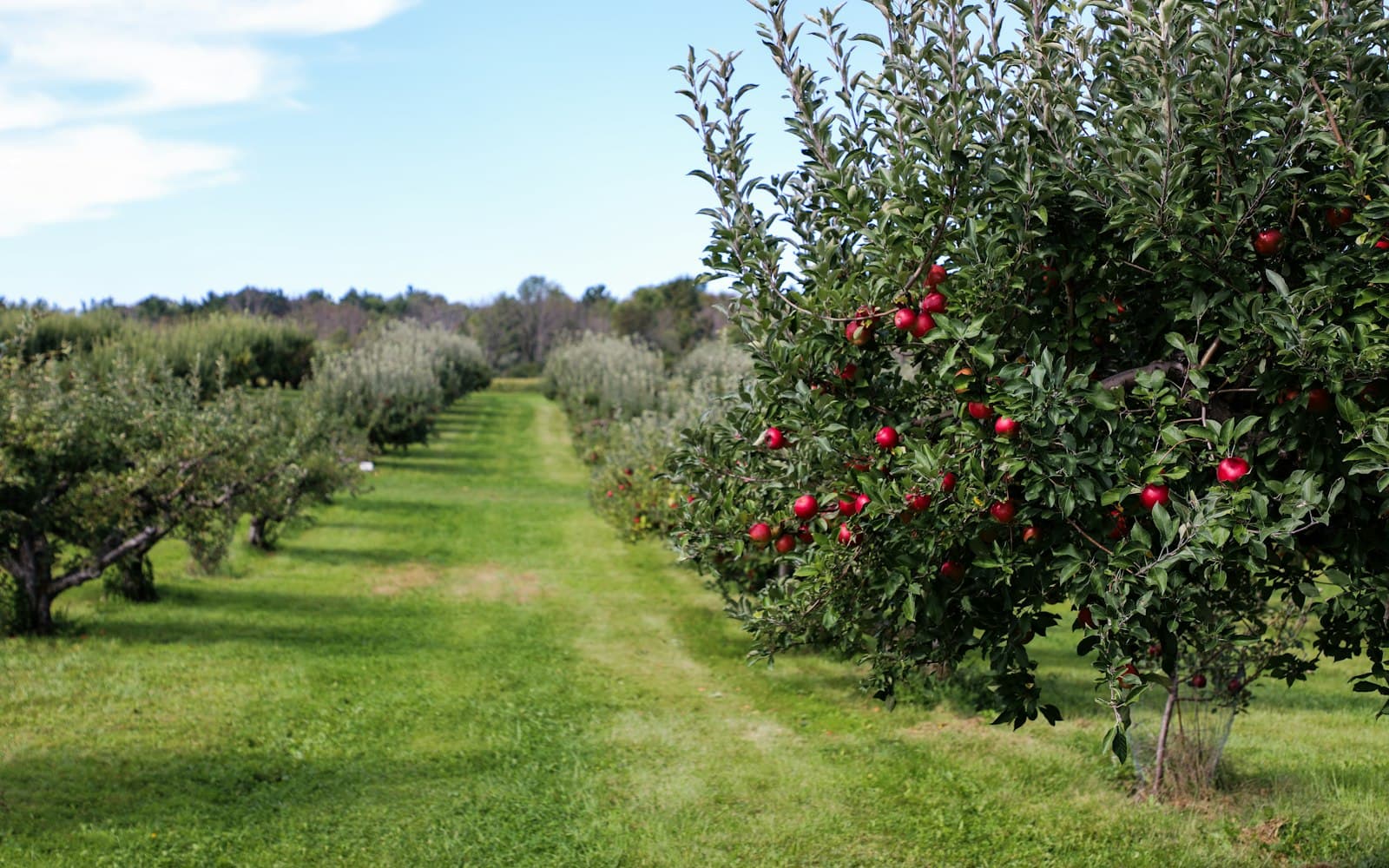 Apple Harvest Season in the Kullu Valley: A Host's Guide to Autumn