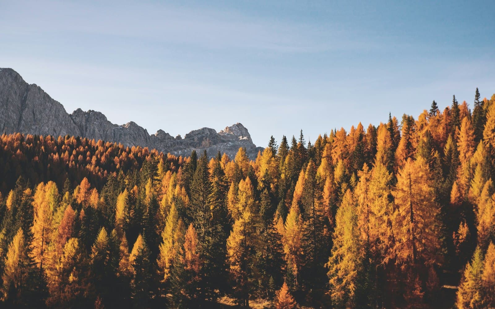 Manali in October: Apple Harvest, Golden Light, and Our Favourite Month at the Orchard