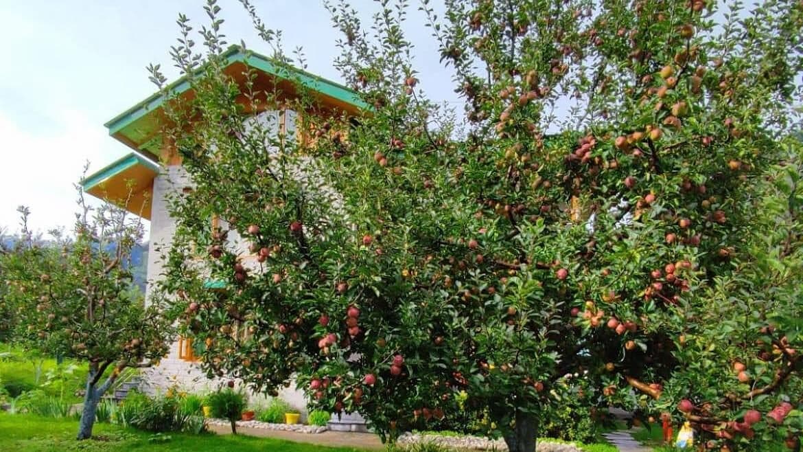 An apple tree heavy with red fruit beside a wooden chalet at Persimmon Farmstead Shanag